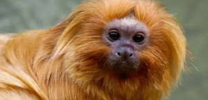 Polícia Federal faz operação contra caça de mico-leão-dourado no Rio de Janeiro