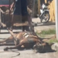 Animal flagrado no chão e presa em carroça não era vítima de maus-tratos, conclui delegado 