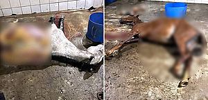 Abatedouro de MG que vendia carne de cavalo como de boi é fechado pela polícia