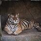 Tigre morre após contrair covid em zoológico nos Estados Unidos
