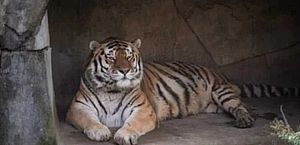 Tigre morre após contrair covid em zoológico nos Estados Unidos