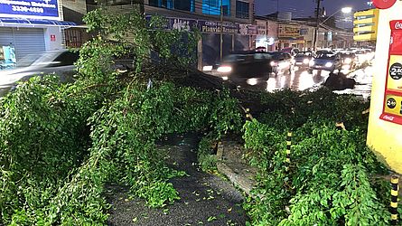 Árvore caiu na Rua Dias Cabral, no Centro, e deixou trânsito ainda mais lento (Foto: Cortesia ao TNH1 / Neto Mota)