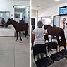 Cavalo entra em unidade de saúde em Maceió e pessoas brincam: "Veio se consultar"