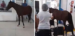 Cavalo entra em unidade de saúde em Maceió e pessoas brincam: "Veio se consultar"; vídeo
