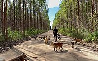 Liberdade com obediência: cães participam de passeios programados em paisagens de Alagoas