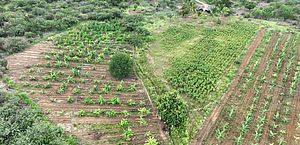 Plantação de 14 mil pés de maconha é destruída na Bahia após investigação do MP-AL