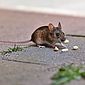 Infestação de ratos leva a aumento de casos de leptospirose em Nova York