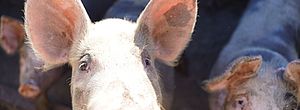 Fiscalização interdita matadouro de porcos em Ouro Branco