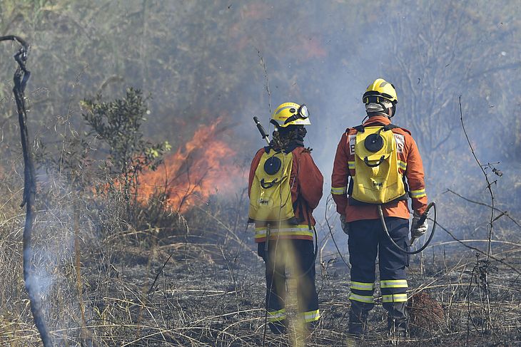Bombeiros trabalham para conter incêndio em mata em Brasília