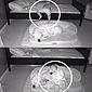 Mãe flagra como bebê dorme com cão toda noite no chão; veja vídeo