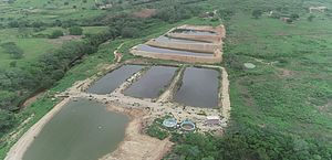 FPI autua fazenda de cultivo de camarões em Igaci por irregularidades no licenciamento