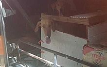 PRF resgata seis cachorros que viajavam em bagageiro de ônibus em Goiás