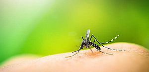 Dengue avança no DF e Ministério da Saúde diz que pico da doença é incerto