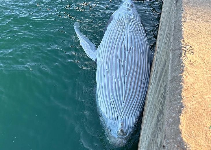 O filhote de baleia foi encontrado na manhã desta quarta-feira (24) 