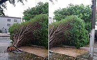 Vídeo: fortes chuvas provocam queda de árvore na Avenida Walter Ananias, no Jaraguá