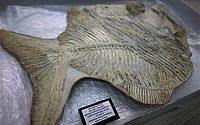 Ceará repatria fóssil com mais de 110 milhões de anos