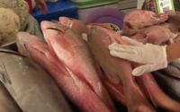 Vídeo: veja dicas de como escolher bem os pescados da Semana Santa 