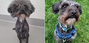 'Cão mais feio já visto' passa por incrível transformação após adoção