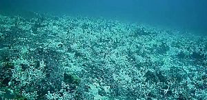 Branqueamento de corais assusta cientistas e é registrado a 60 metros de profundidade