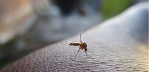 Terceira morte por dengue neste ano em AL foi registrada em Porto de Pedras, confirma Sesau