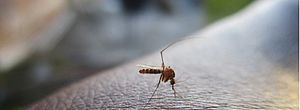 Terceira morte por dengue neste ano em AL foi registrada em Porto de Pedras, confirma Sesau
