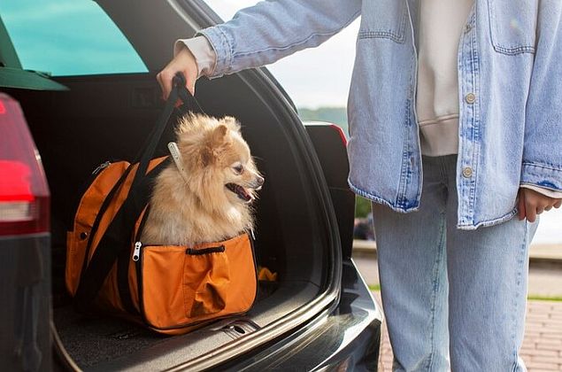 Meu Bichinho: Hipertemia em cães e o transporte adequado para eles durante viagens