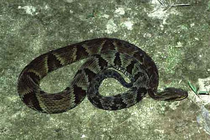Picada por serpentes da espécie jararaca é a mais comum em Alagoas 