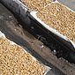 Vigilância Sanitária apreende 15kg de amendoim com suspeita de contaminação por fezes de rato