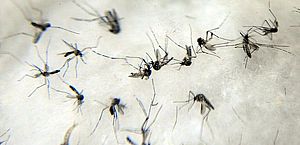 Fiocruz indica pontos de atenção de dengue no Brasil