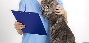 Indiciada falsa médica veterinária denunciada por tutora de gata morta após cirurgia