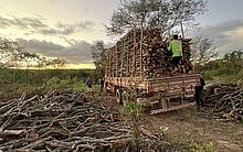 PM flagra desmatamento e supressão de árvores em reserva indígena, no Sertão