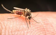 Casos de dengue crescem 89% em Alagoas, em 2024; sete mortes são investigadas 