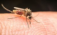 Ministério da Saúde confirma quinta morte por dengue em Alagoas, em 2024; vítima é de Rio Largo