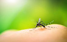 De 5,6 mil casos de dengue notificados neste ano, mais de 3 mil já foram confirmados em Alagoas