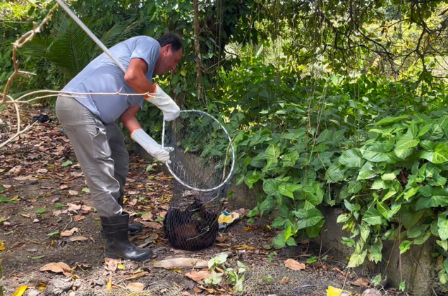 Vídeo mostra momento em que macaco bugio é capturado por equipes do IMA