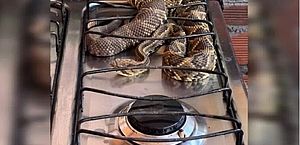 Homem encontra cobra cascavel em cima do fogão em Goiás