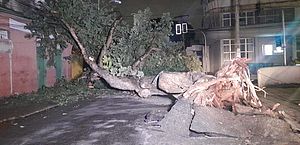 Árvore centenária de 10 metros de altura cai durante a noite em meio à chuva no Centro