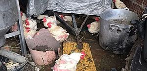 Diversas irregularidades: Vigilância Sanitária interdita avícola no Poço
