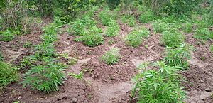 Plantação de 1.500 pés de maconha é encontrada pela polícia em Mata Grande