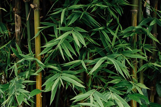 A planta da prosperidade no seu jardim, o bambu metake