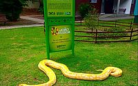 Píton exótica apreendida em casa de CAC é levada para zoológico na Paraíba
