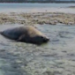 Após registro de banhistas, elefante-marinho encalhado em praia de Maragogi não é encontrado pelo Biota 