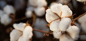 Geral Brasil ultrapassa EUA e já é maior exportador de algodão do mundo